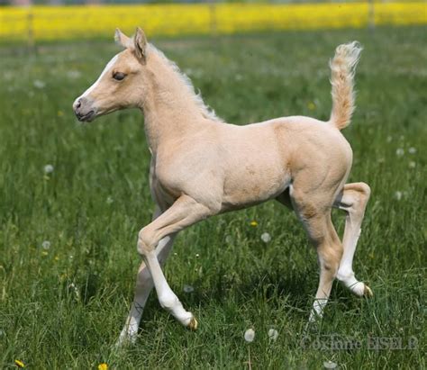 Palomino Foal Appaloosa Palomino Beautiful Horses Beautiful Babies