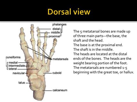 Ppt Anatomy Of The Foot And Ankle Powerpoint Presentation Id5528323