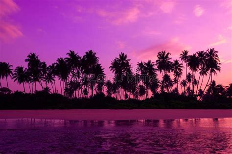 Pink Sunset On Tropical Ocean Beach With Coconut Palm Trees Stock Image