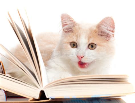 Little Cat Read A Book Stock Image Image Of Portrait