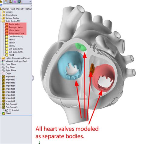 Human Heart Solidworks 3d Model