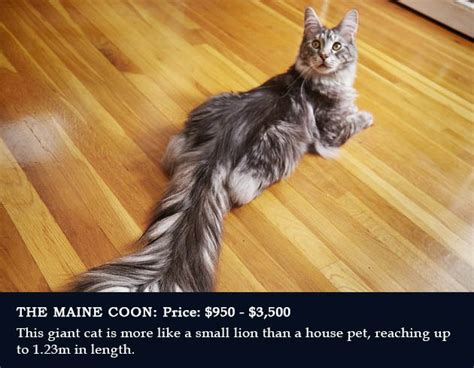 Maine Coon Squad Fiftyone Pet Emergency Response