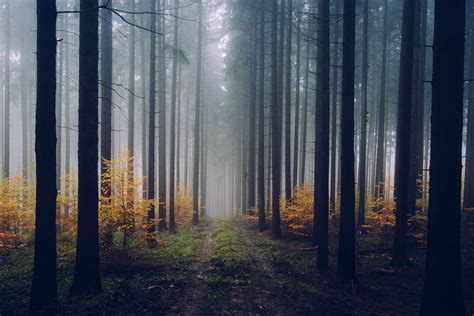 Autumn Forest Germany Landscape Photography By Jan Erik Waider