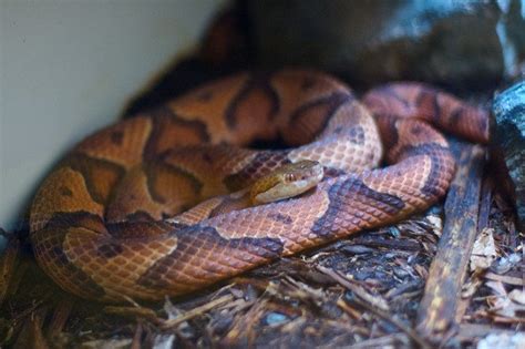 With fewer homes for sale, that means less completion and higher prices. Help! There's a Snake in My Houston Yard