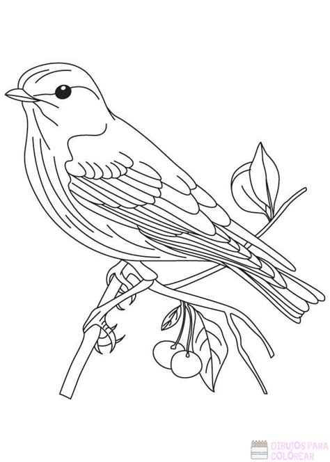 磊 Dibujos De Aves【250】lindos Y Faciles Dibujos Para Colorear