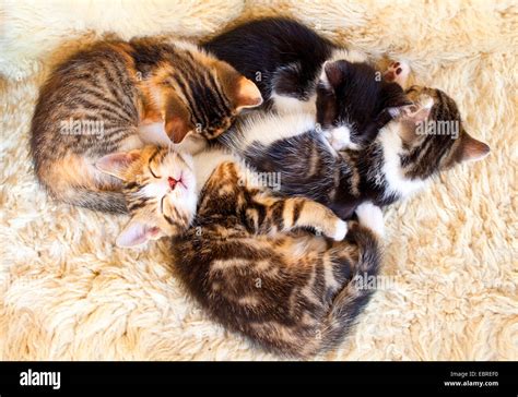 Cuddling Kittens Hi Res Stock Photography And Images Alamy