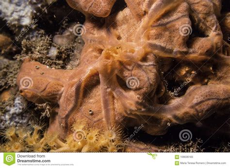 Orange Sea Sponge On The Reef Stock Image Image Of Scuba Detail