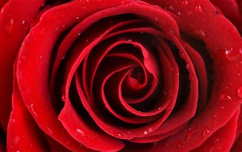 Red Rose Backgrounds Wallpaper Cave