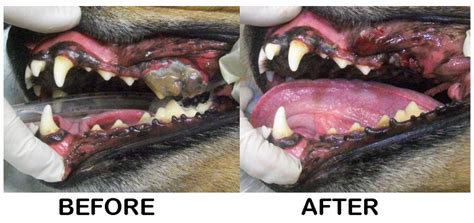 Hatton Veterinary Hospital Does My Pet Really Need To Have A Dental