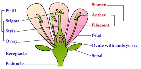 The stamens are the male part whereas the carpels are the female part of the flower. Blog