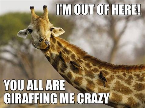 25 Giraffe Quotes Funny Pictures Images And Graphics Quotesbae