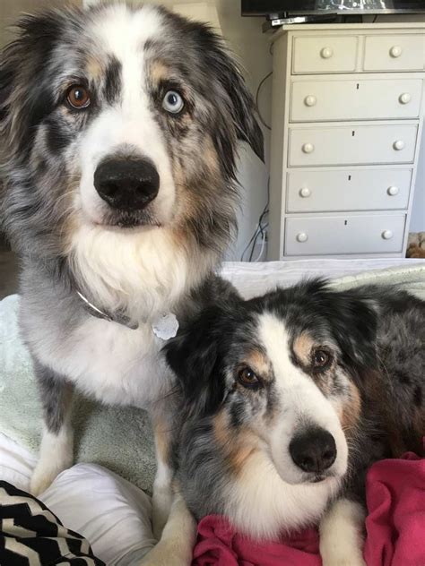 We did not find results for: Short Hair Australian Shepherd Terrier Mix - These Will Be ...