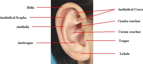 Anatomy Of The Auricle Open I