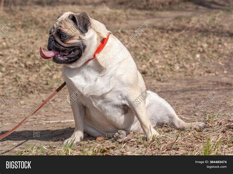 Fat Pug His Tongue Image And Photo Free Trial Bigstock