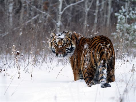 デスクトップ壁紙 雪 冬 虎 野生動物 大きな猫 天気 動物相 哺乳類 1600x1200 px 脊椎動物 哺乳動物の