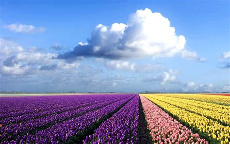 Nature Colorful Amazing Landscapes Field Wallcoo Flower 176058