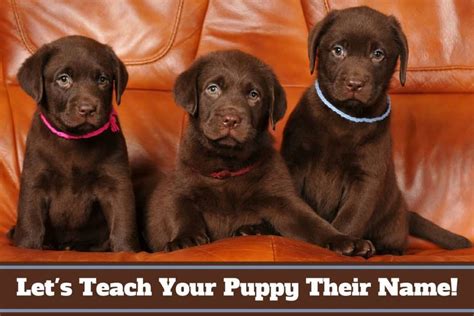 How To Teach A Puppy Their Name And How You Should Use It