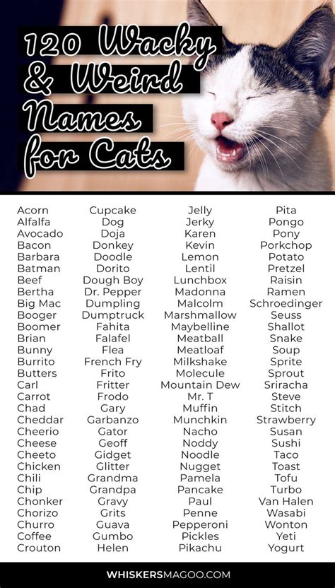 120 Wacky And Weird Names For Cats Whiskers Magoo Weird Names