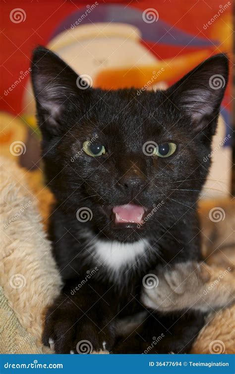 Meowing Angry Black Cat Stock Photo Image Of Kitten 36477694