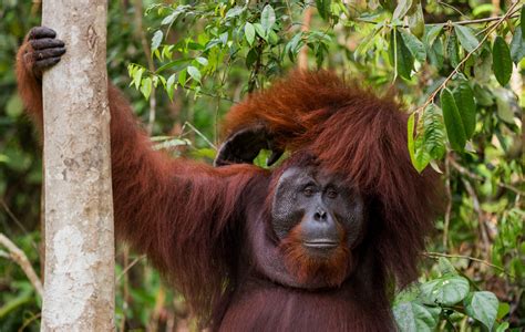 The Bornean Orangutans World In Pictures Bornean Orangutan