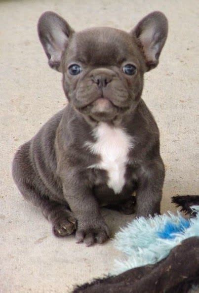 A deposit of $500 is required to hold a puppy. Pet's We Love: Top 5 Amazing Bulldog Puppies | French ...
