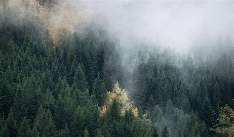 3840x800px Free Download Hd Wallpaper Wald Forrest Fog Tree