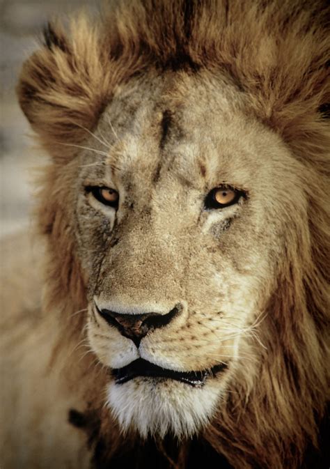 Close Up Profile Of A Male Lion Head In Africa Stockfreedom Premium