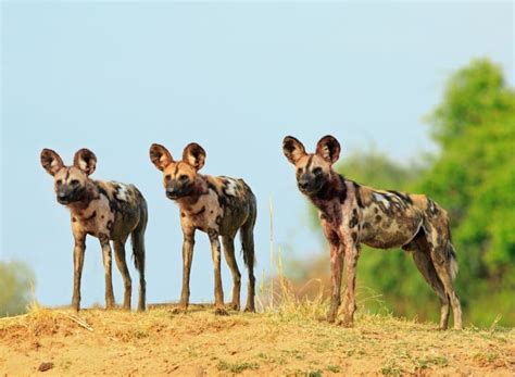 12 African Wild Dog Facts Fact Animal