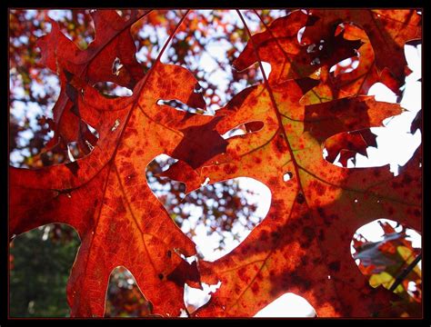 The sun shines for 6 hours on average each day and there are 6 rainy days in november. Thanksgiving Day weather outlook: Turkey Day looking like ...