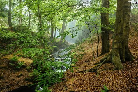 Woods In The Peak District Derbyshire English Oak Tree Tree Forest