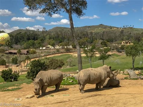 The San Diego Zoo Safari Park Tips And Other Fun Things To Do Daytripper