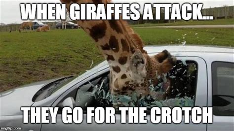When Giraffes Attack Imgflip
