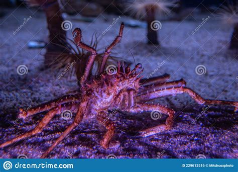 Spiny Spider Crab Stock Photo Image Of Spider Coral 229612516
