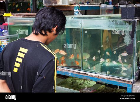 Man Watching Fishes In An Aquarium On The Bird Market In Yogyakarta In