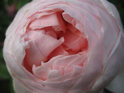 Different Types Of Rose Bushes With Pictures