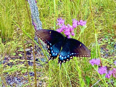 Spicebush Swallowtail Butterfly At Buford Spring In Chassahowitzka