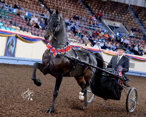 American Morgan Horseenglish Pleasure And Pleasure Driving