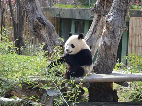 Neues Panda Pärchen Für Den Berliner Zoo Berlinde