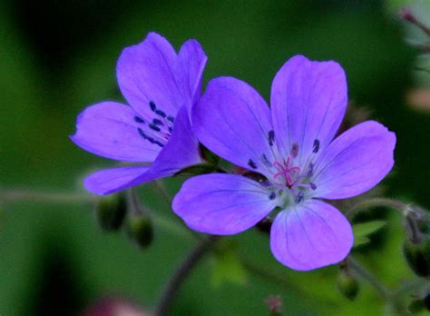 Order from a local florist today! "The blue forest flowers"... | Just middle of forest ...