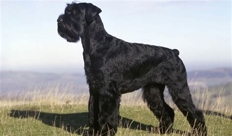 giant schnauzer dog breed information
