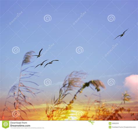 Tropical Sunset And Birds Stock Image Image Of Ibis 30052253