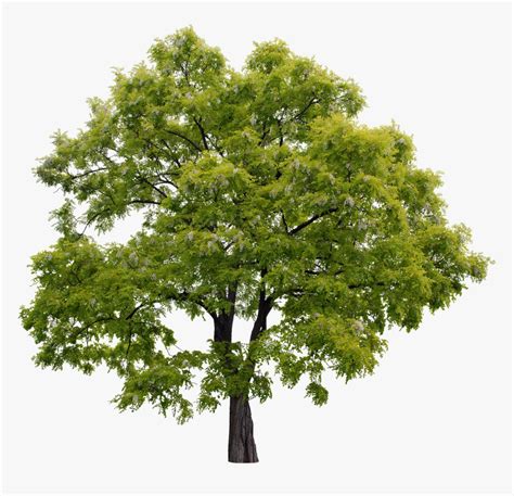 High Resolution Trees For Photoshop Hd Png Download Kindpng