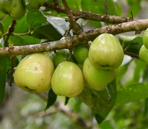 Malay Apple Mountain Apple Syzygium Malaccense Seeds