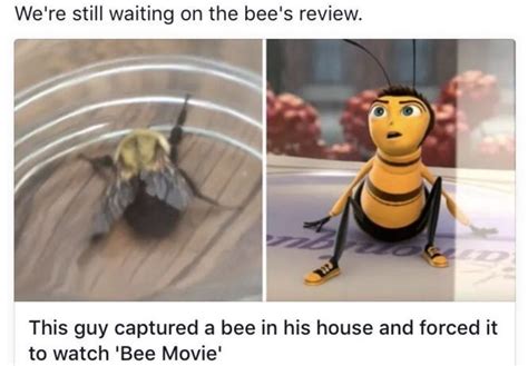 Pin By Brianna Magenheim On Fluff Bee Movie Bee Movie Memes Movie Memes