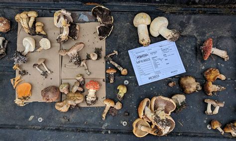 Basic Mushroom Terms And Definitions For Beginners Pikes Peak