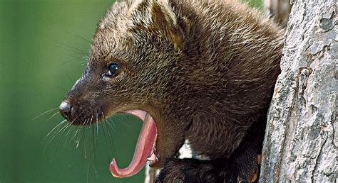 Turning The Tide For Fishers Fisher Cat Mammals Pets Cats