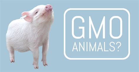 Sign Today Gmo Animals Should Be Regulated