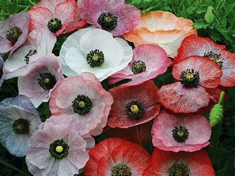 When food is scarce deer will eat almost anything if they are hungry enough. Mother of Pearl Poppy | Flower seeds, Annual flowers, Deer ...