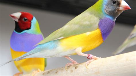 Desktop Wallpaper Gouldian Finch Bird Sitting Colorful Hd Image