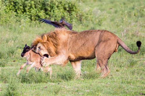 A Lion And His Pet Wildebeest Wildebeest Pets Unlikely Friends
